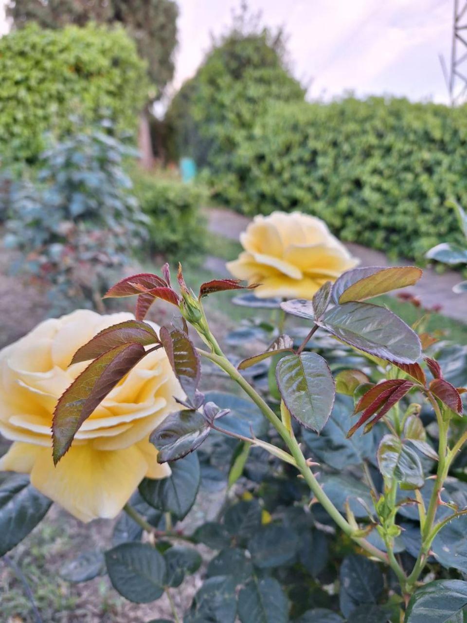 B&B Le Rose Di Paola Санта-Мария-а-Монте Экстерьер фото